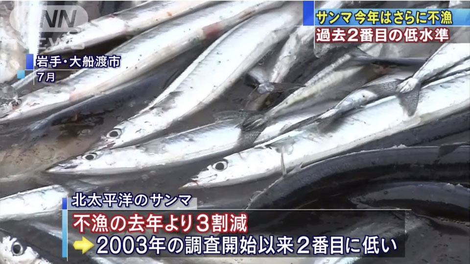 秋刀魚が歴史的不漁の恐れ　去年より３割減