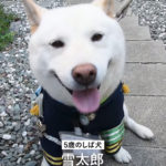【しば犬】雪太郎 制服姿で児童を見守り