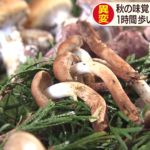 【秋の味覚に異変】「キノコ」が天候不良で大凶作　業者も悲鳴