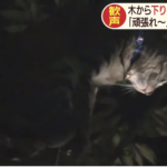 【救出作戦！】街路樹から下りられニャい！猫の命運やいかに