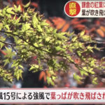 鎌倉の紅葉に異変　大仏コースに倒木　
