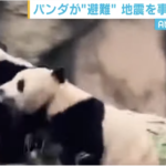 【中国】四川省のパンダが地震を察知！？観光客が撮影