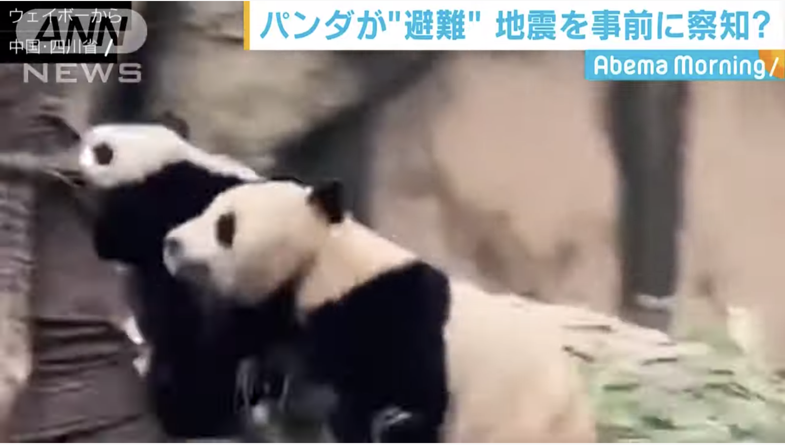 【中国】四川省のパンダが地震を察知！？観光客が撮影