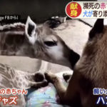 【キリンの赤ちゃん】回復のウラに献身愛