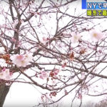 NYでサクラが開花　20度超え45年ぶりの暖かさ