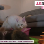 猫の生活を生配信 お家で癒やされて