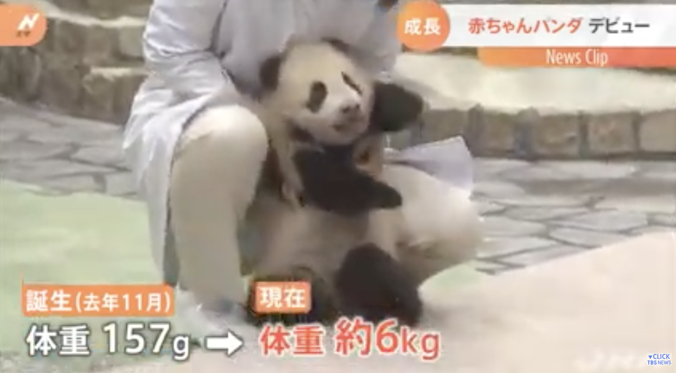 ジャイアントパンダの赤ちゃん、一般公開